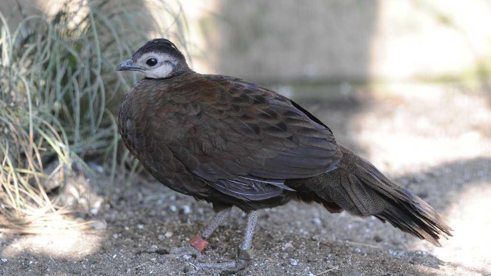 パラワンコクジャク