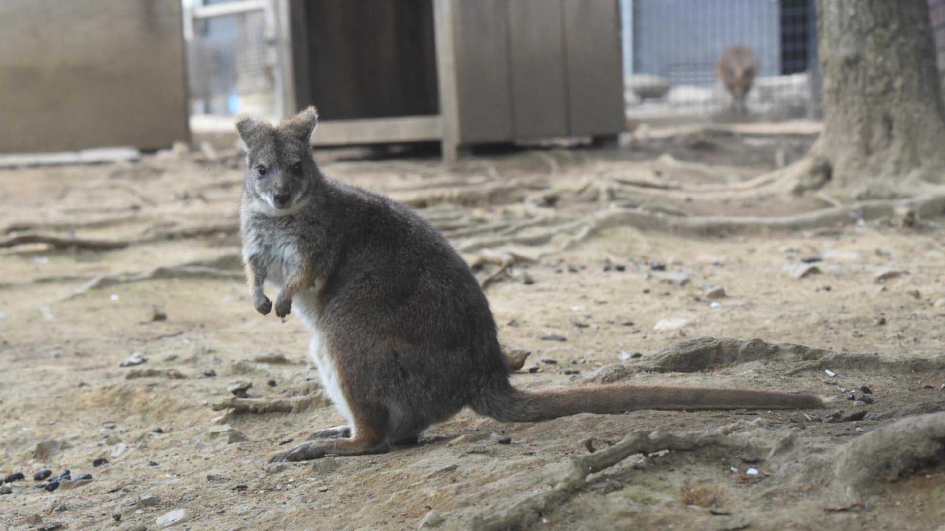 パルマワラビー