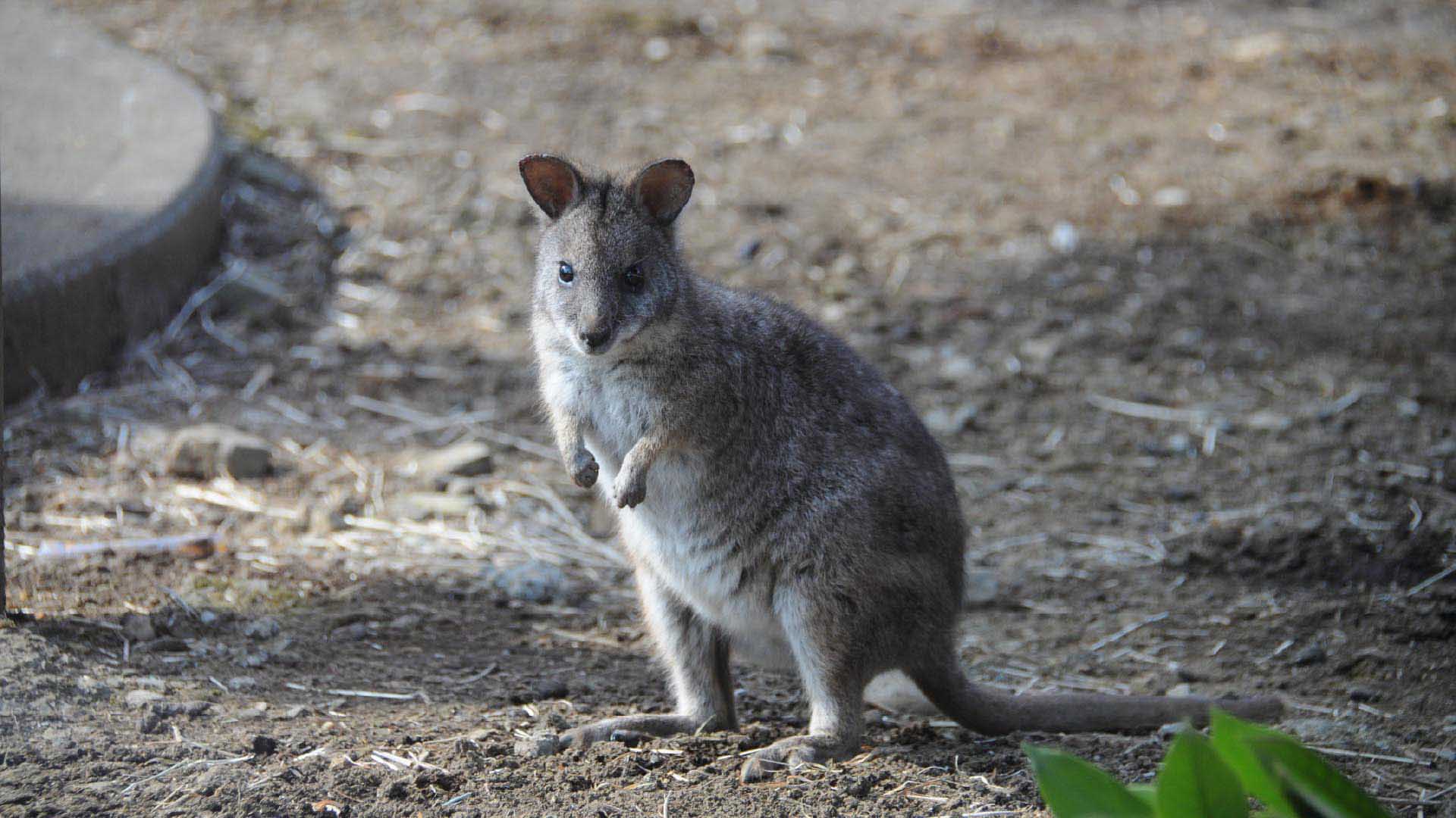 パルマワラビー