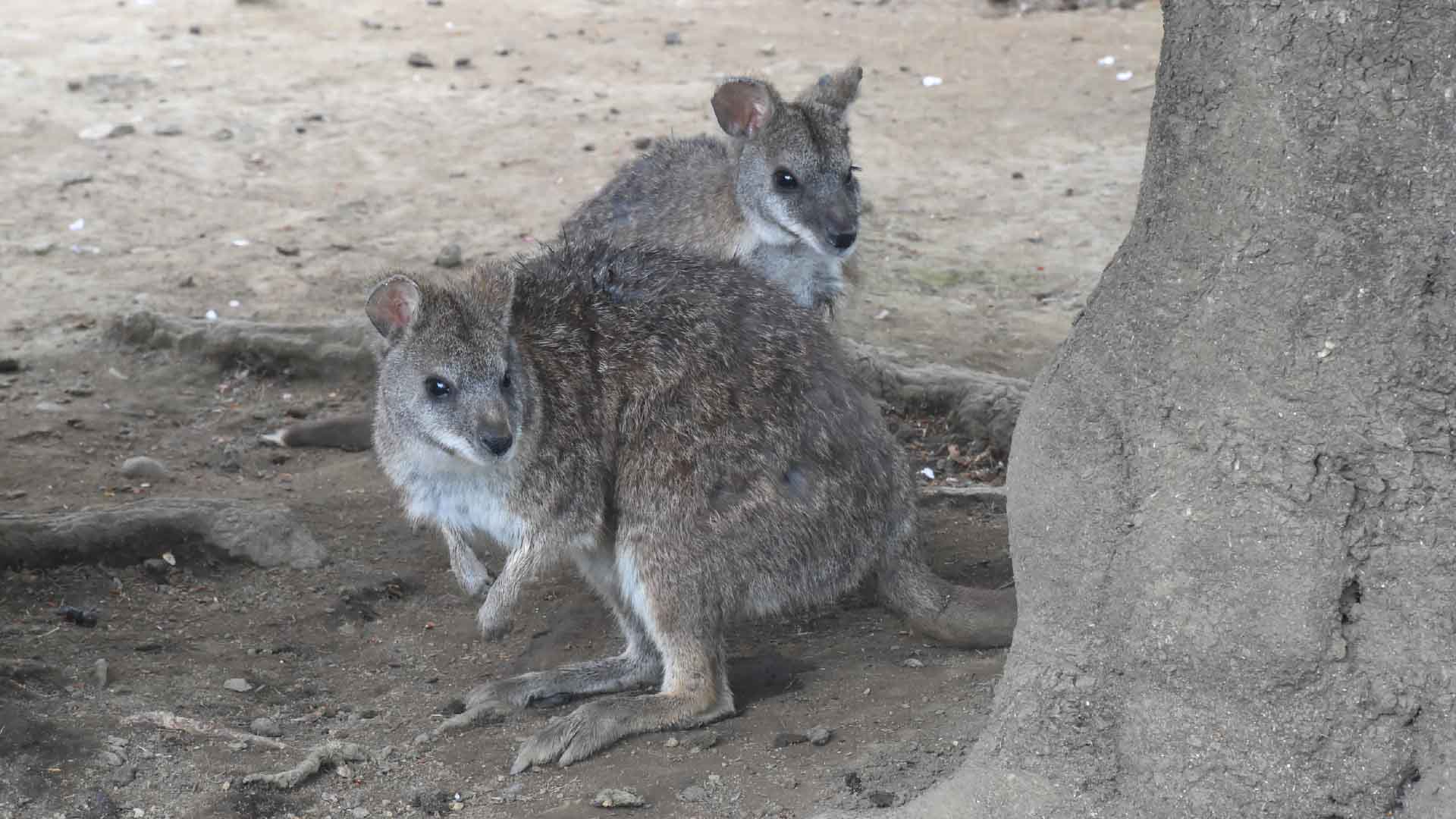 パルマワラビー