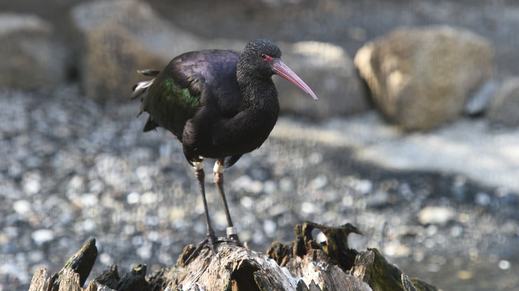 アンデスブロンズトキ