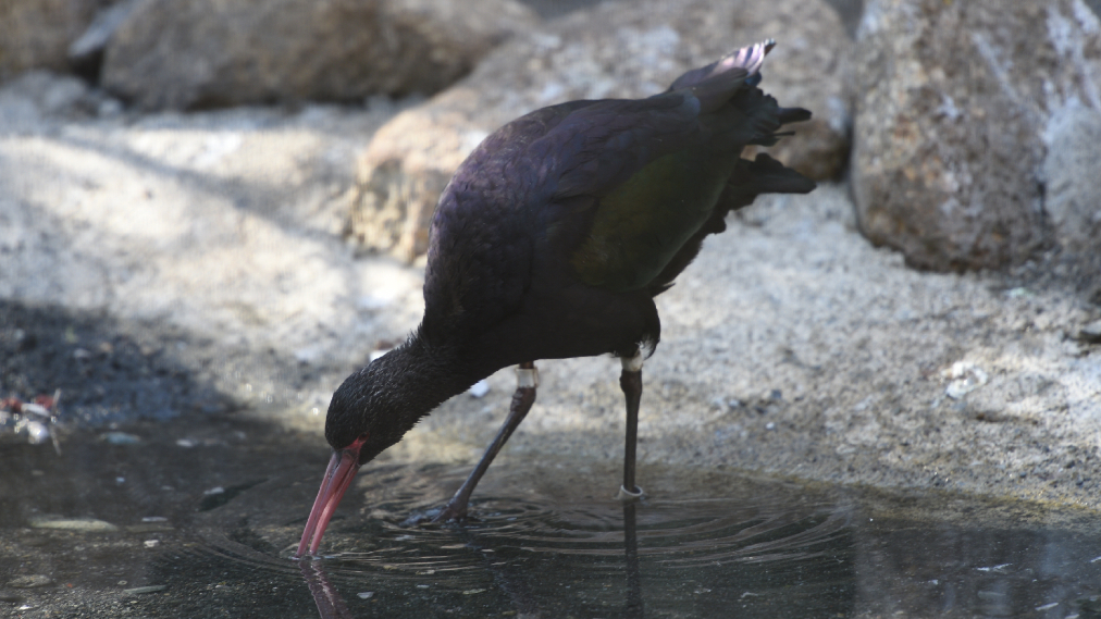 アンデスブロンズトキ