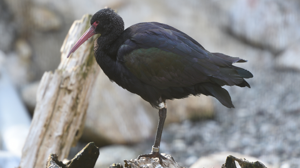 アンデスブロンズトキ