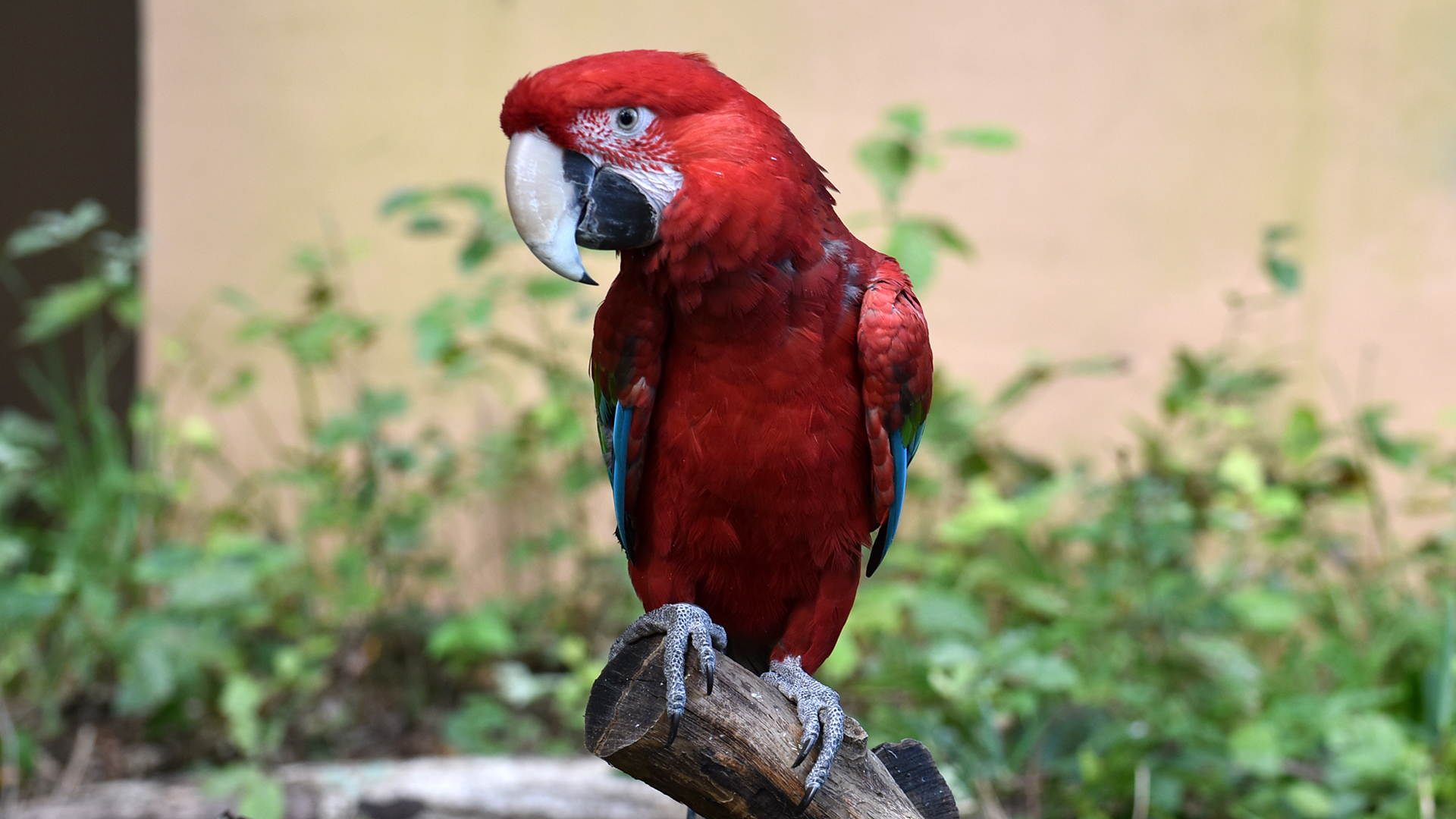 ベニコンゴウインコ