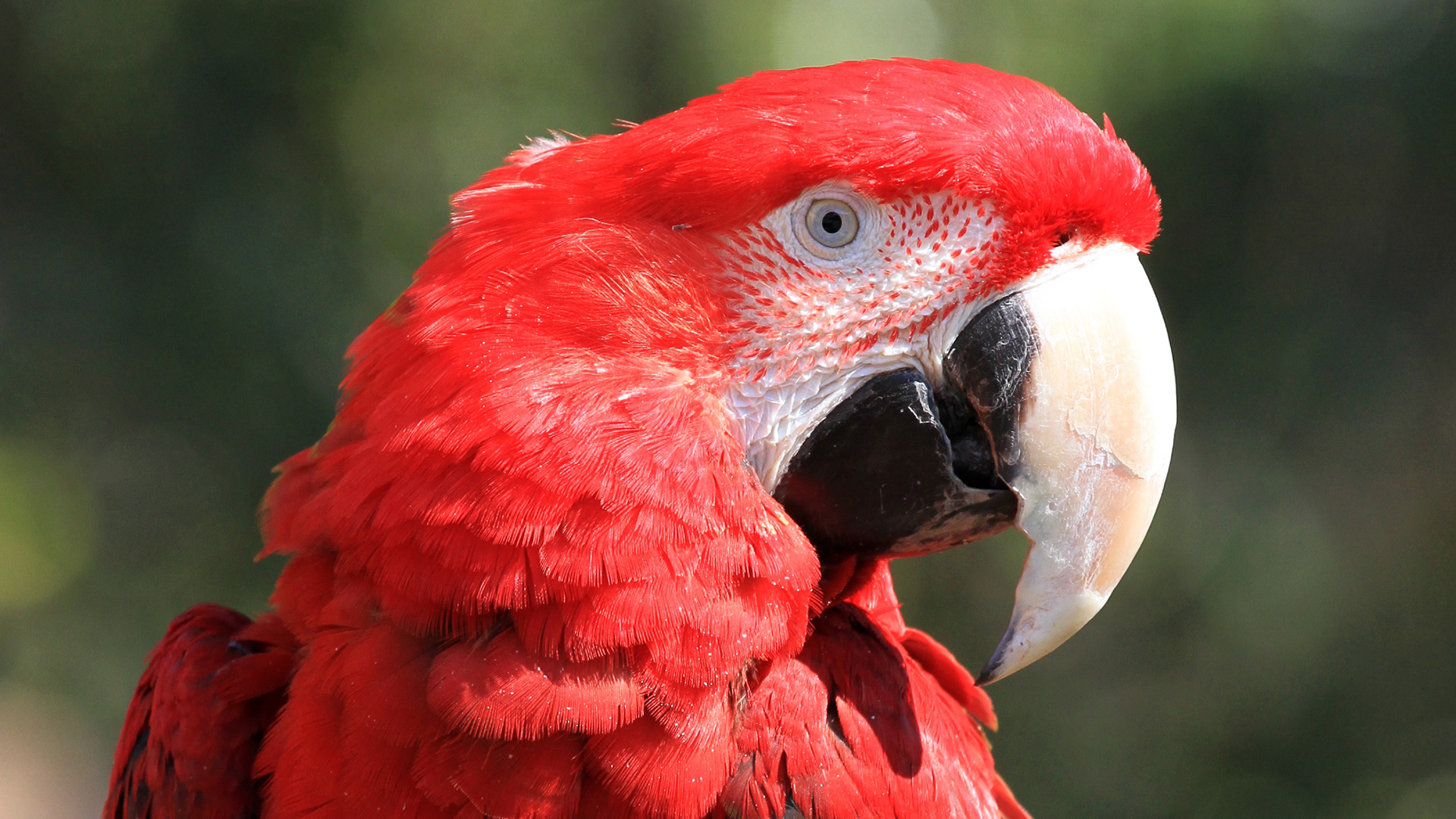 ベニコンゴウインコ