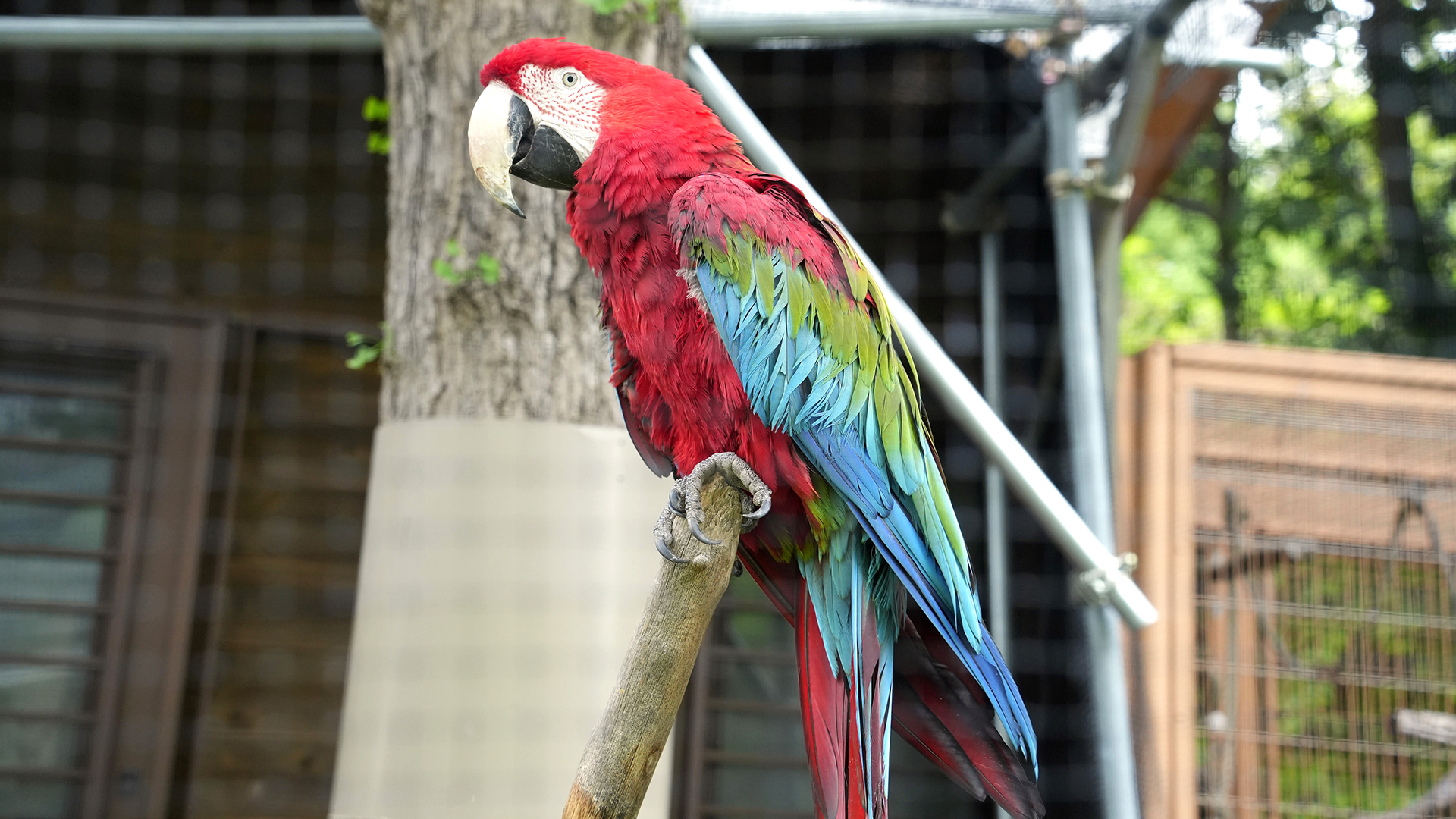 ベニコンゴウインコ