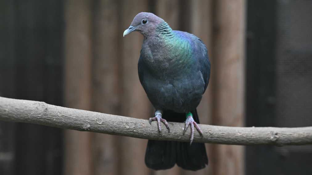 アカガシラカラスバト