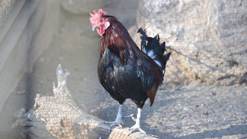 セキショクヤケイ