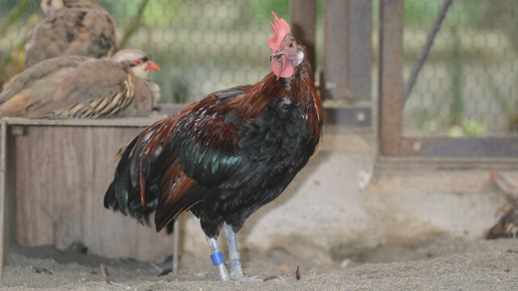 セキショクヤケイ