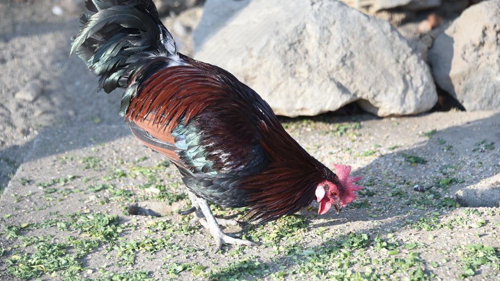 セキショクヤケイ