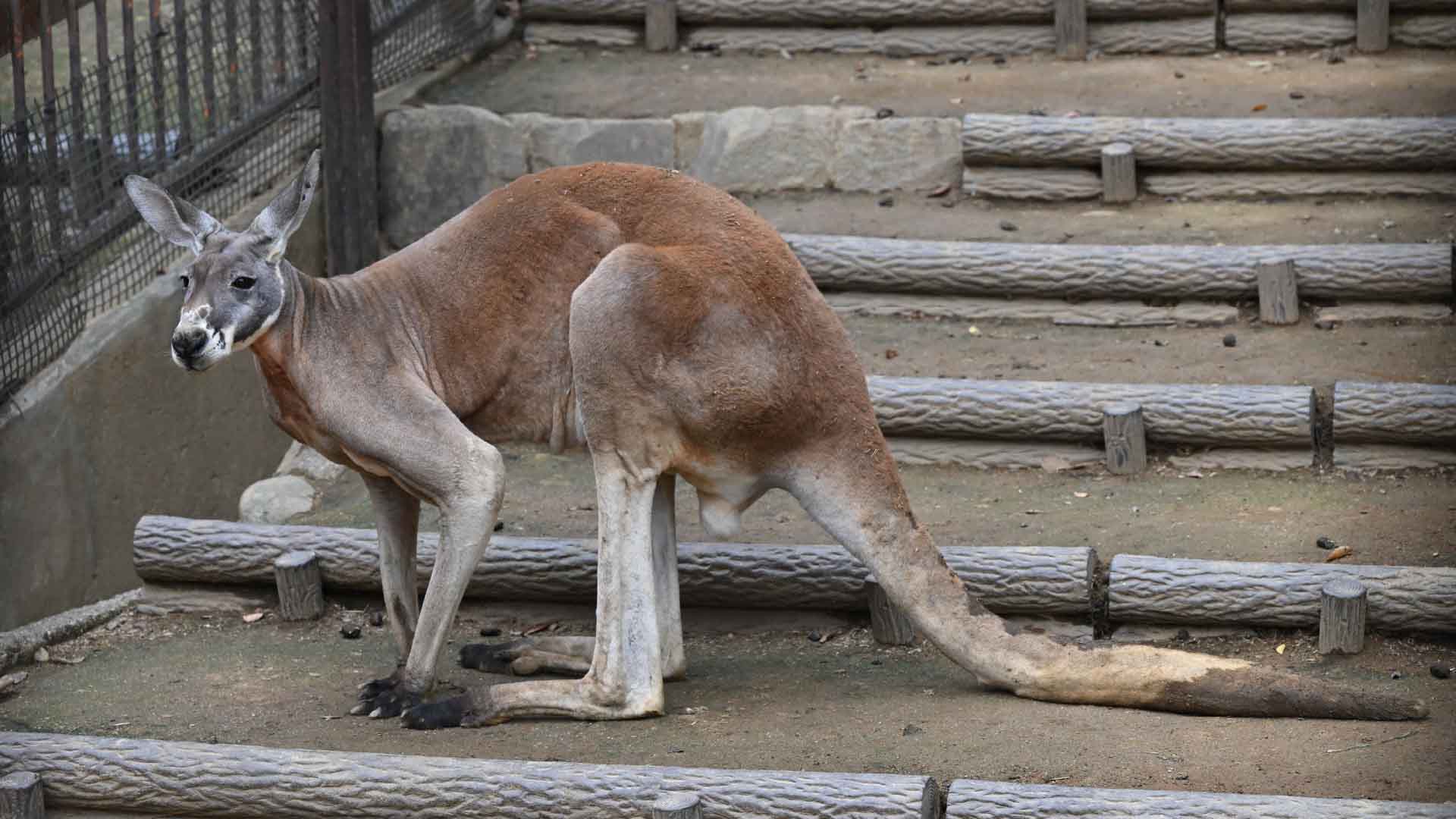 アカカンガルー