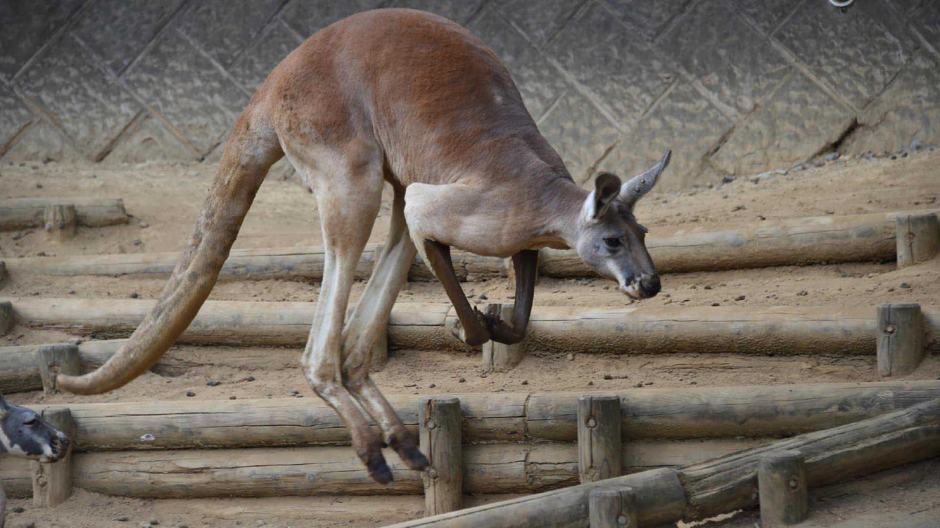 アカカンガルー