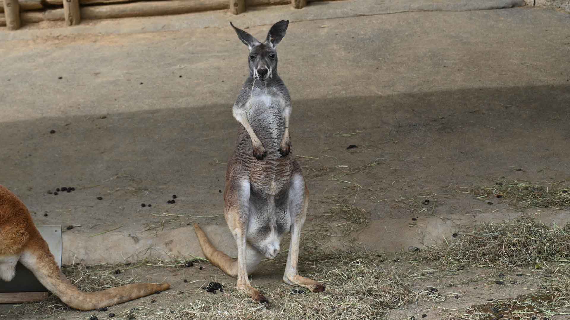 アカカンガルー