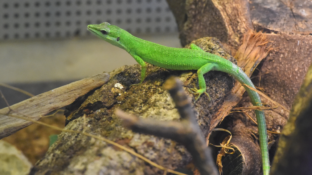 サキシマカナヘビ