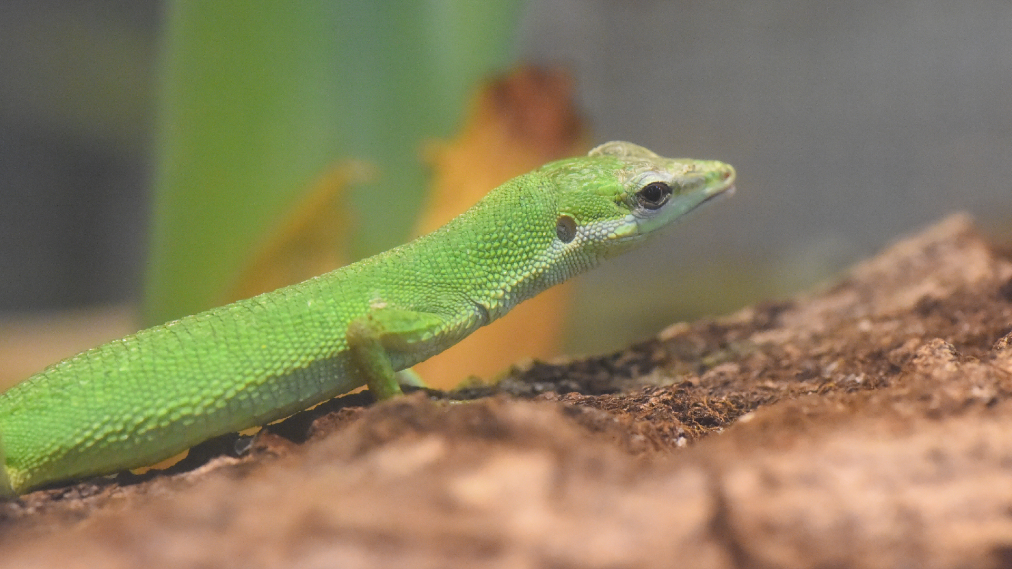 サキシマカナヘビ