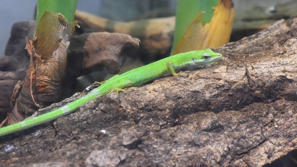 サキシマカナヘビ