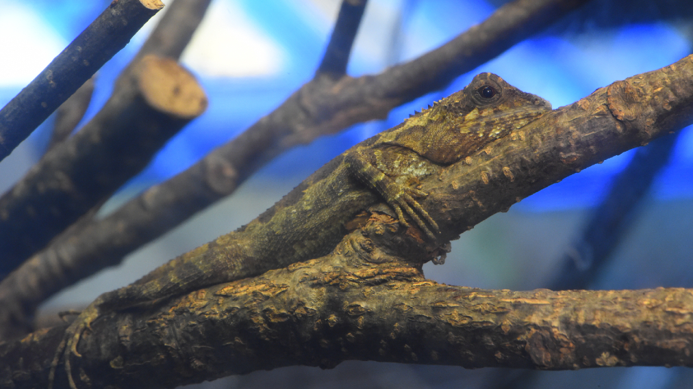 キノボリトカゲ