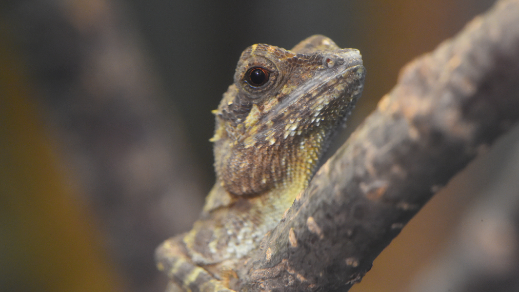 キノボリトカゲ