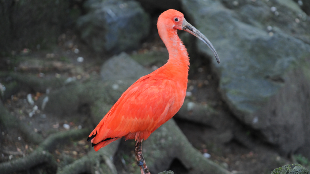 ショウジョウトキ