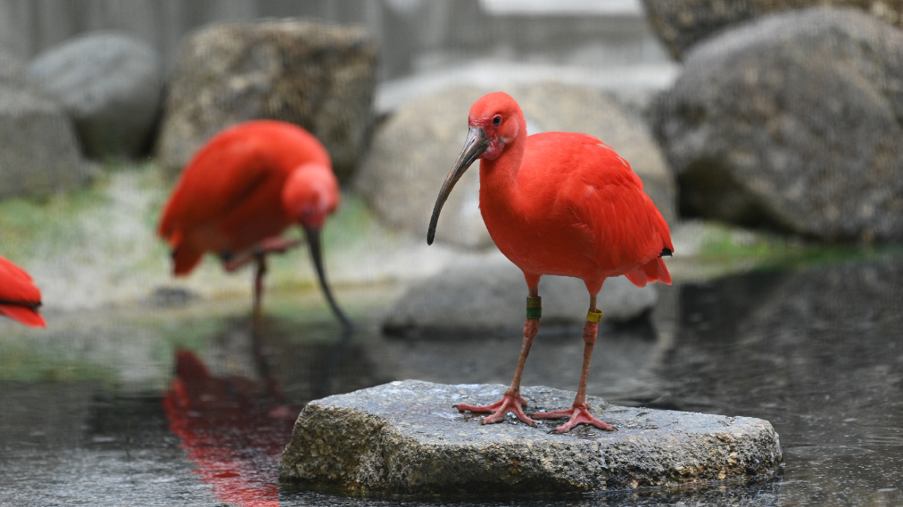 ショウジョウトキ