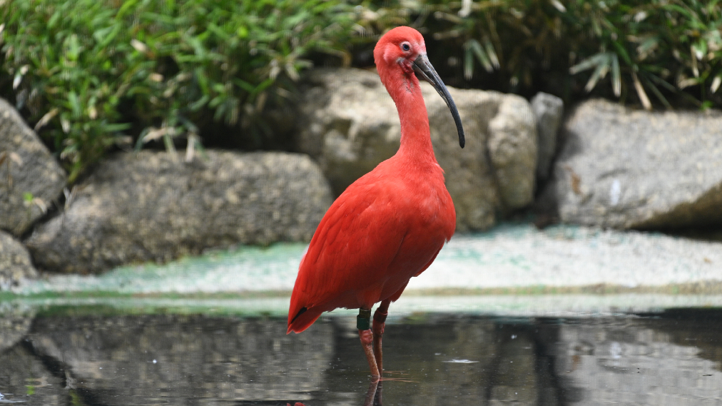 ショウジョウトキ