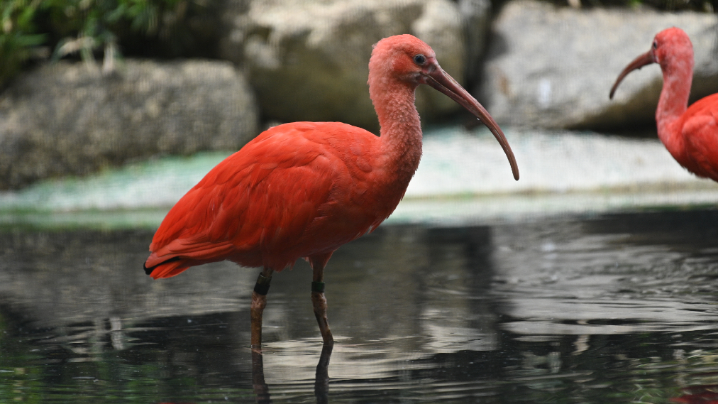 ショウジョウトキ