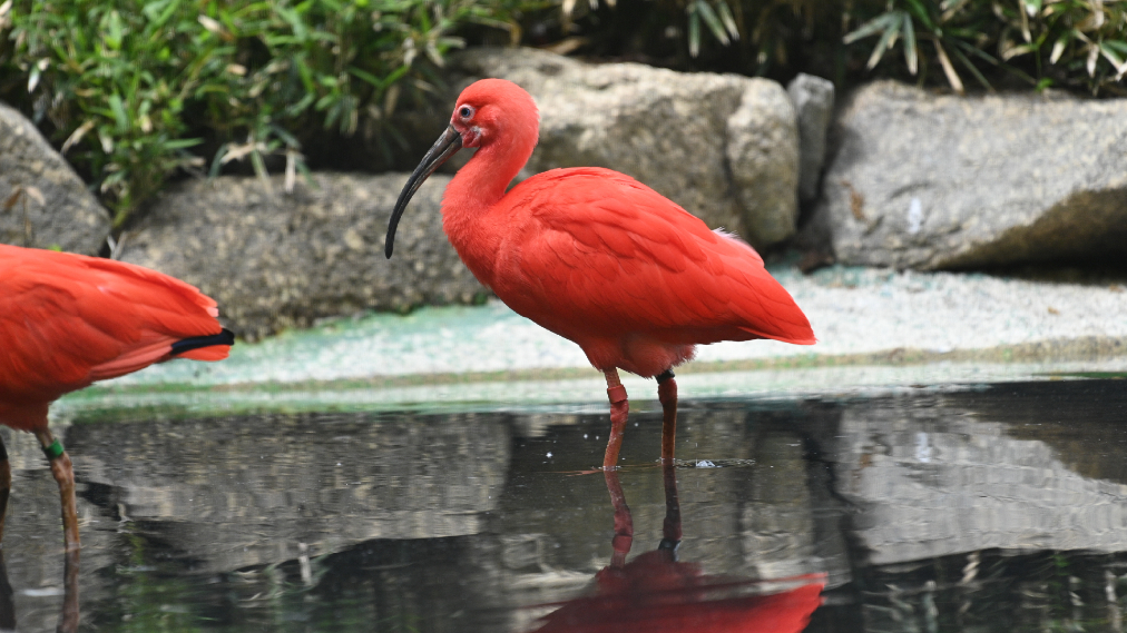 ショウジョウトキ