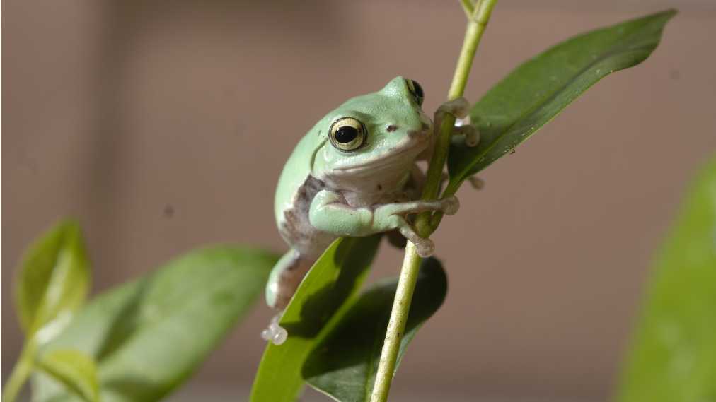 シュレーゲルアオガエル