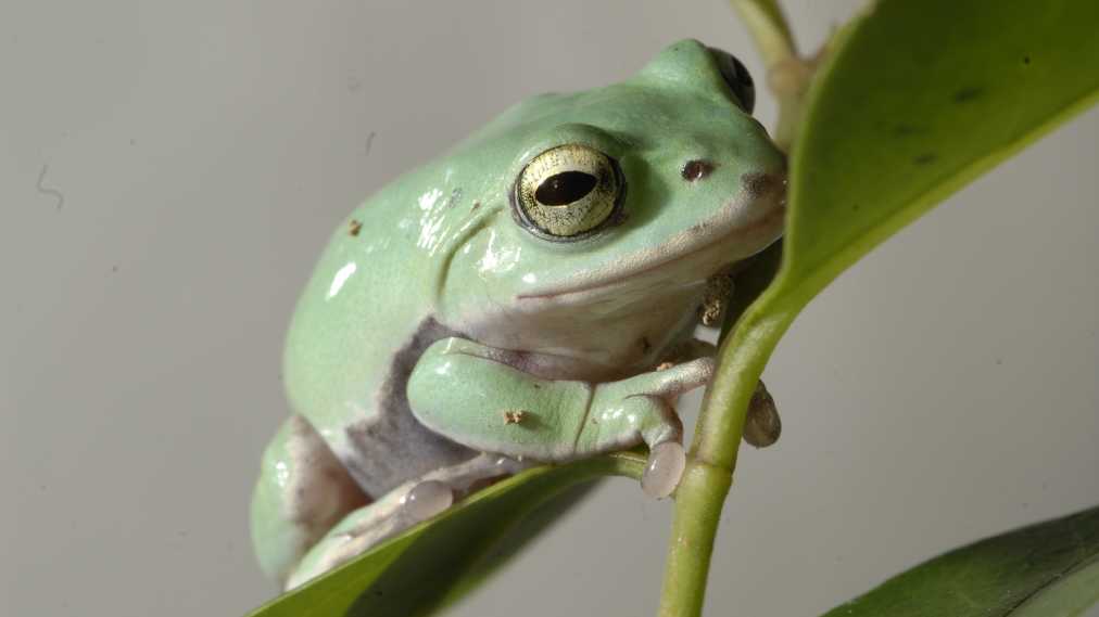 シュレーゲルアオガエル