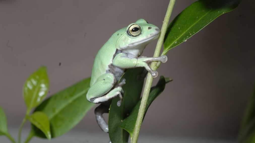 シュレーゲルアオガエル