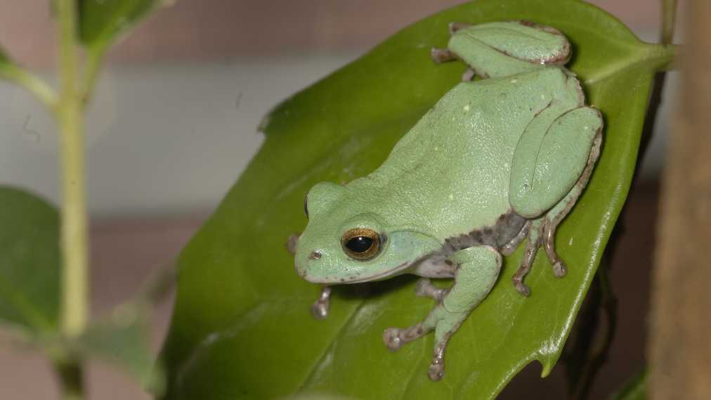 シュレーゲルアオガエル