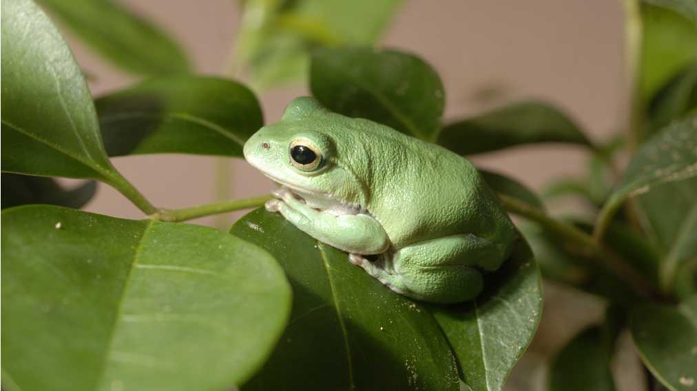 シュレーゲルアオガエル