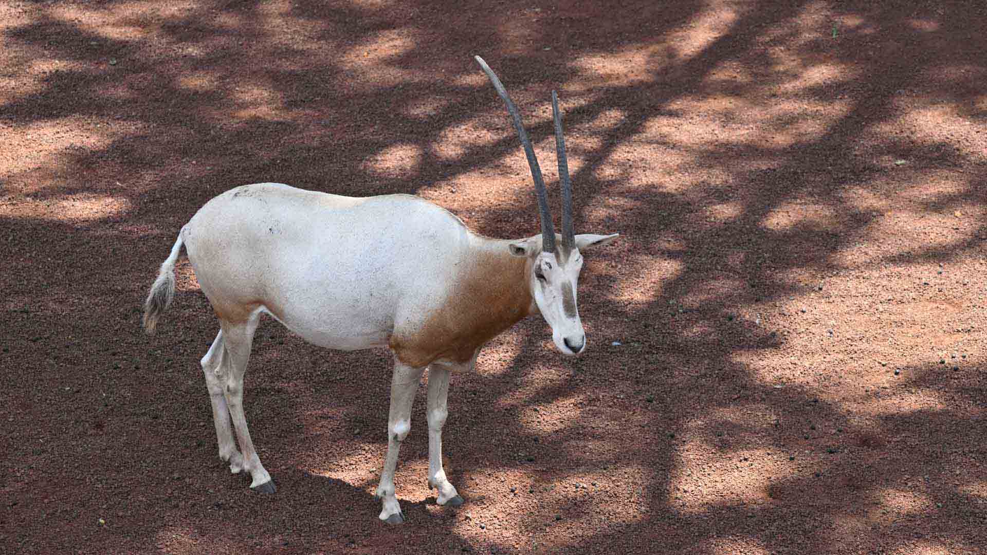 シロオリックス