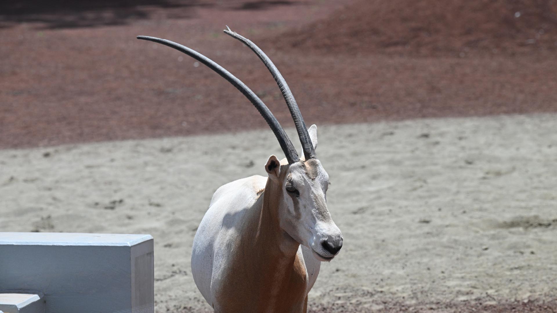 シロオリックス