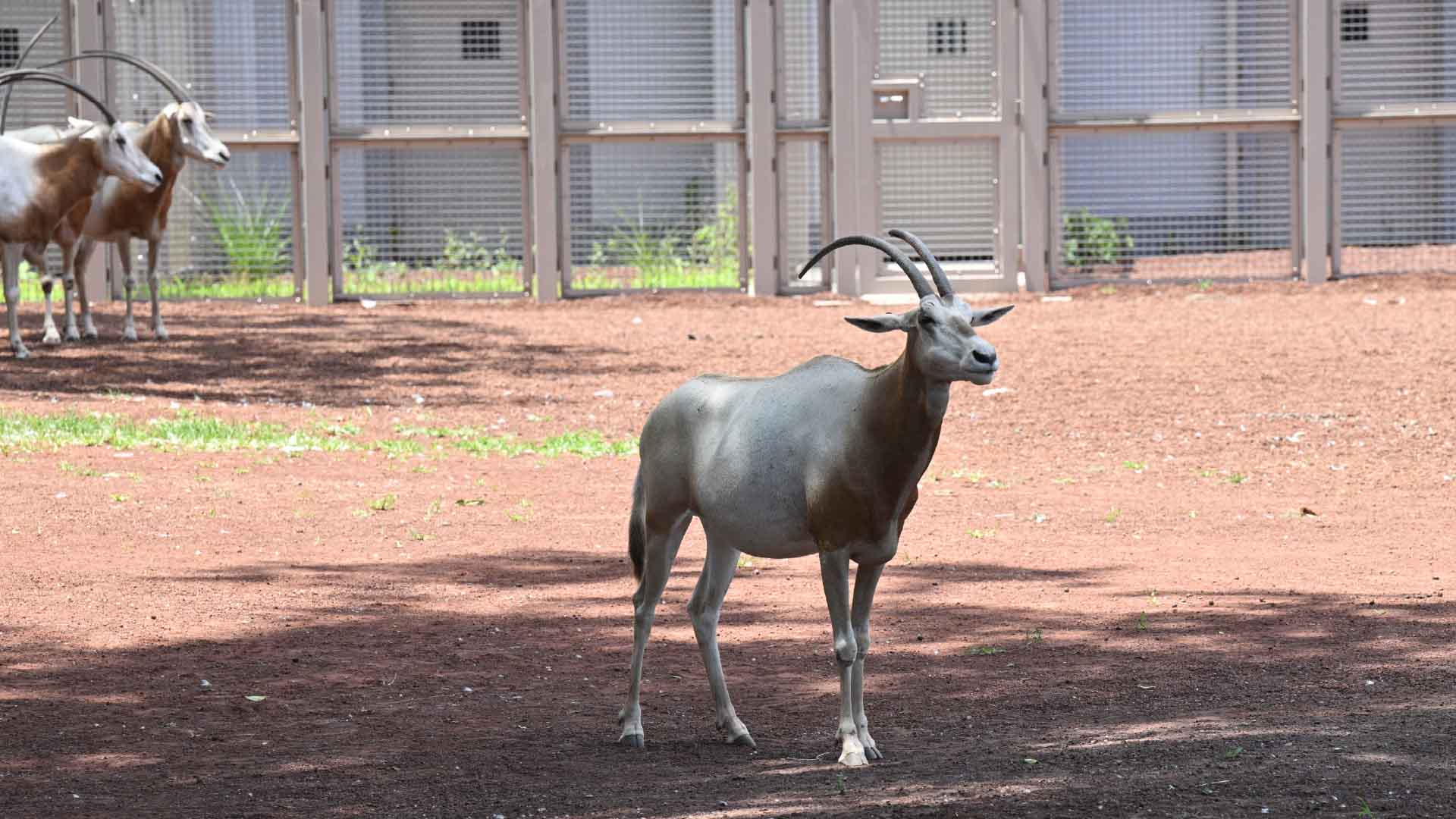 シロオリックス