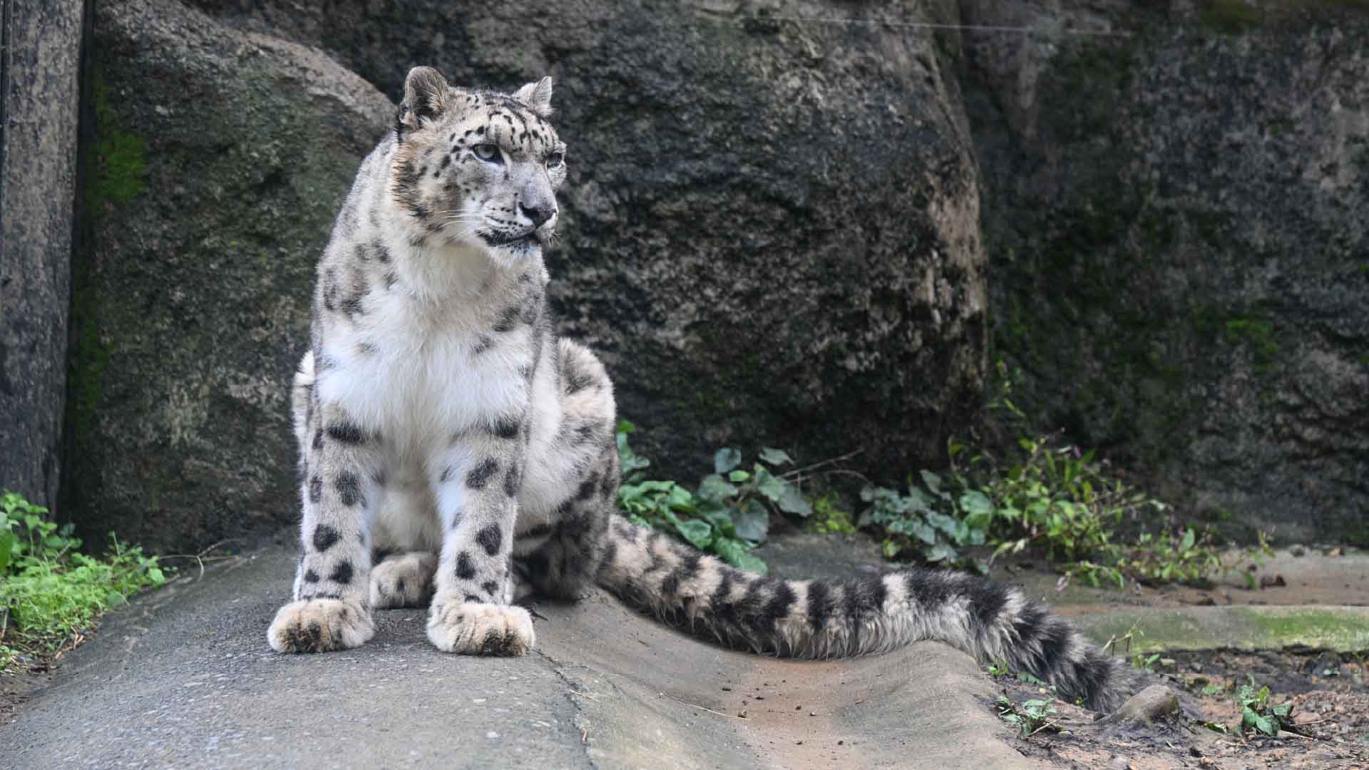 ユキヒョウ