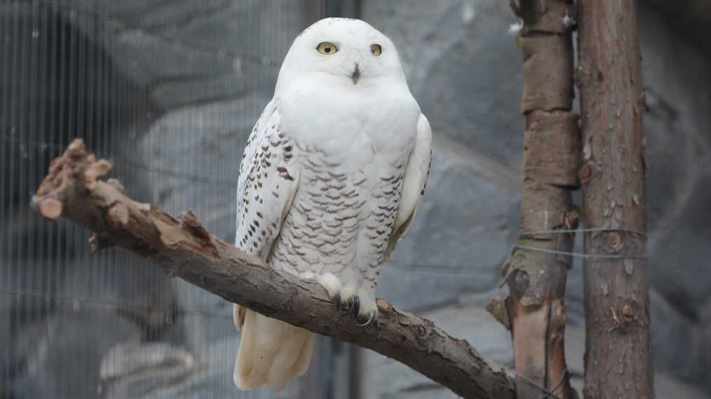 シロフクロウ