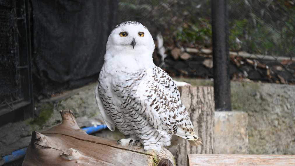 シロフクロウ
