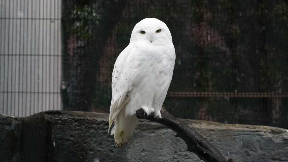 シロフクロウ