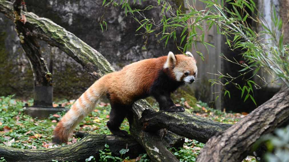 レッサーパンダ