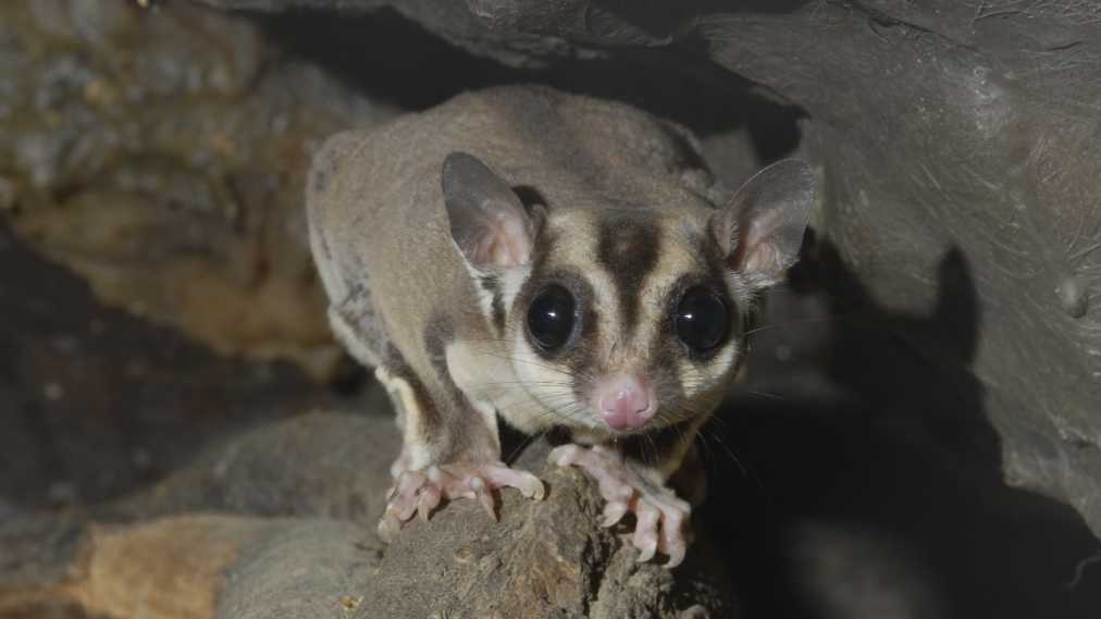 フクロモモンガ