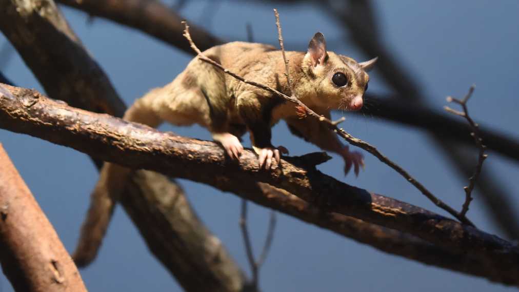 フクロモモンガ