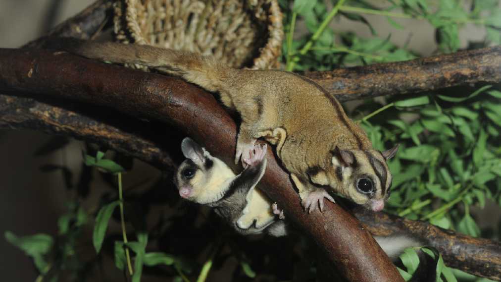 フクロモモンガ