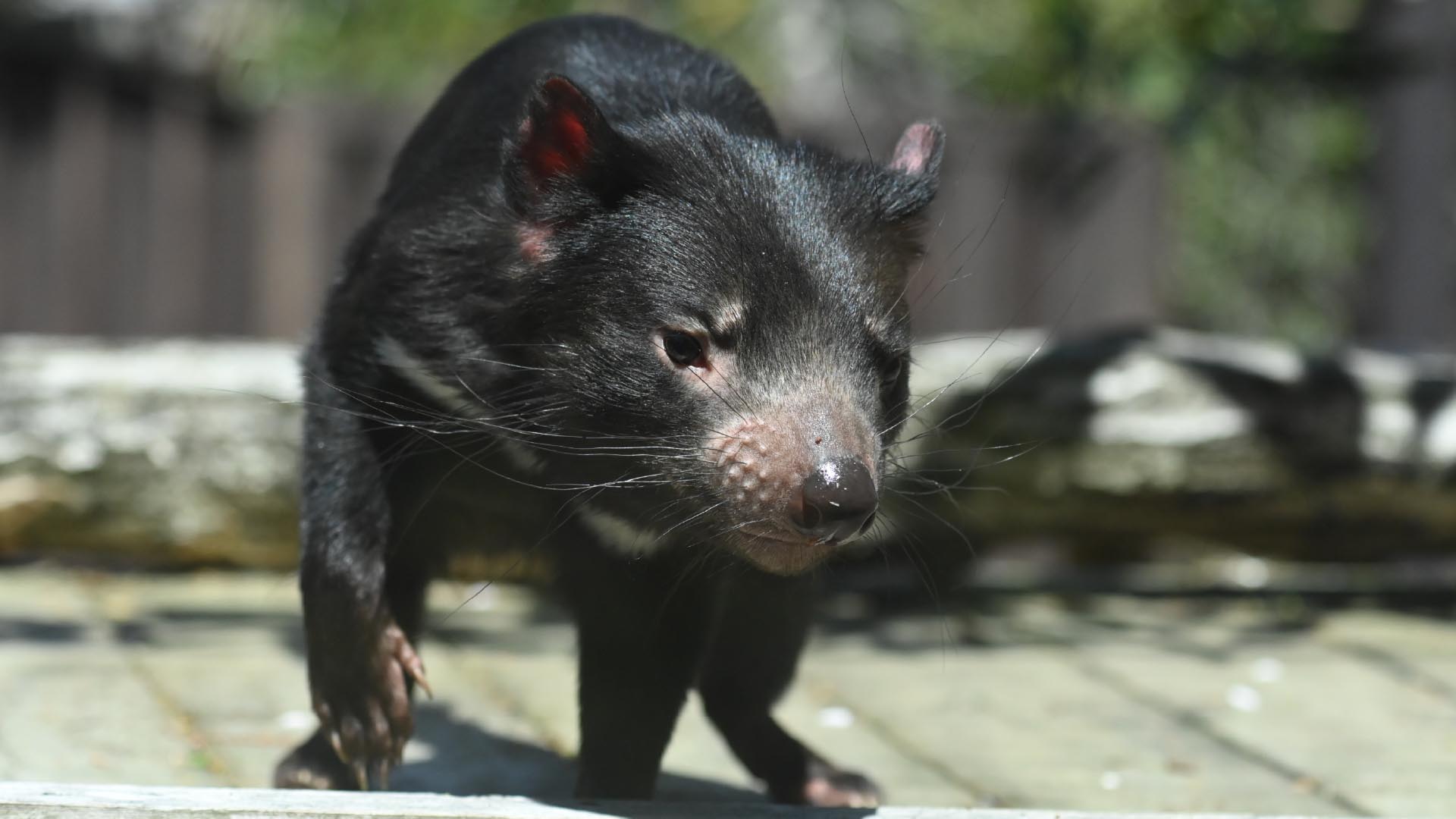 タスマニアデビル