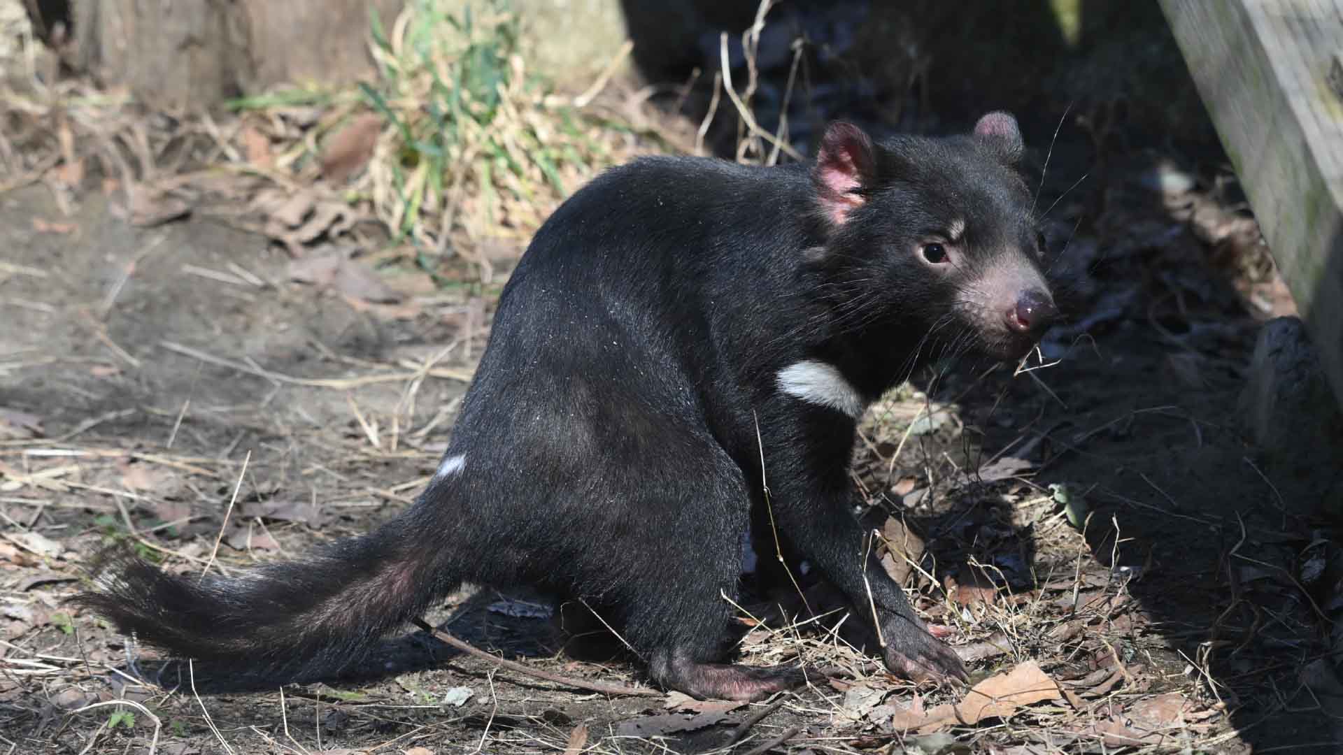 タスマニアデビル