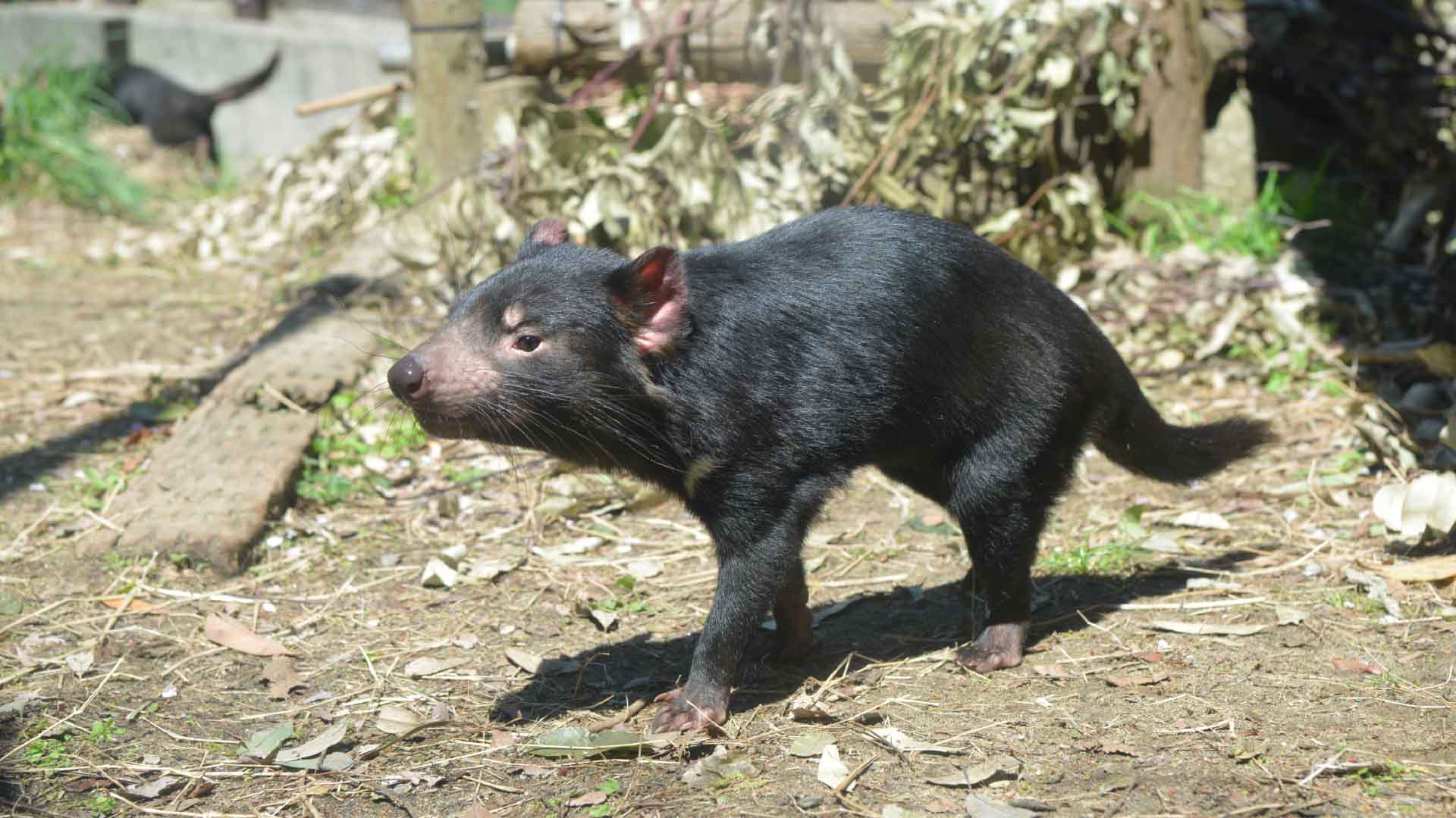 タスマニアデビル