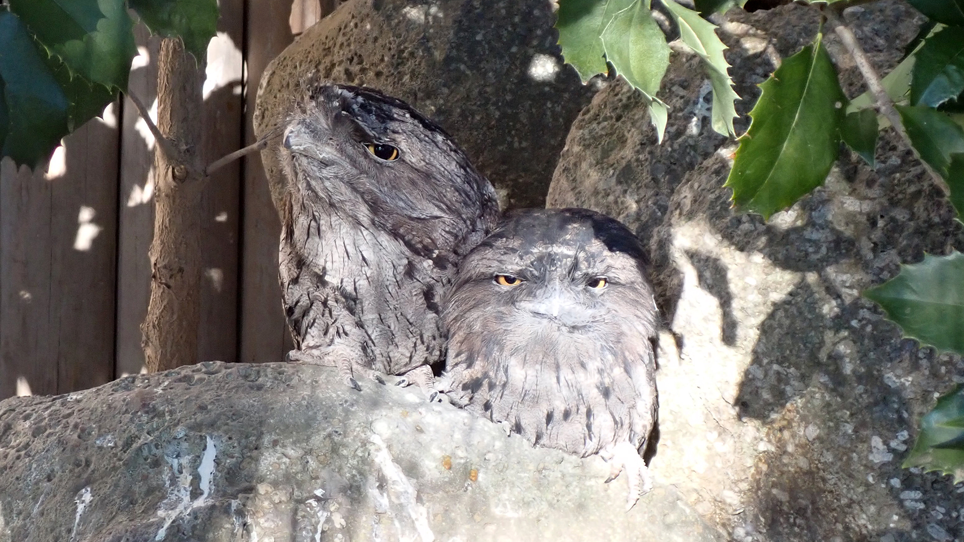 オーストラリアガマクチヨタカ