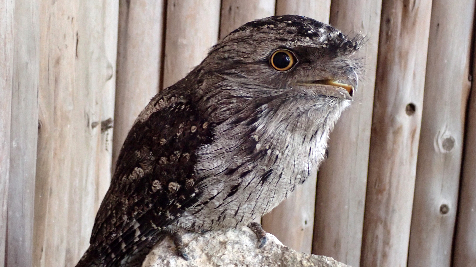 オーストラリアガマクチヨタカ