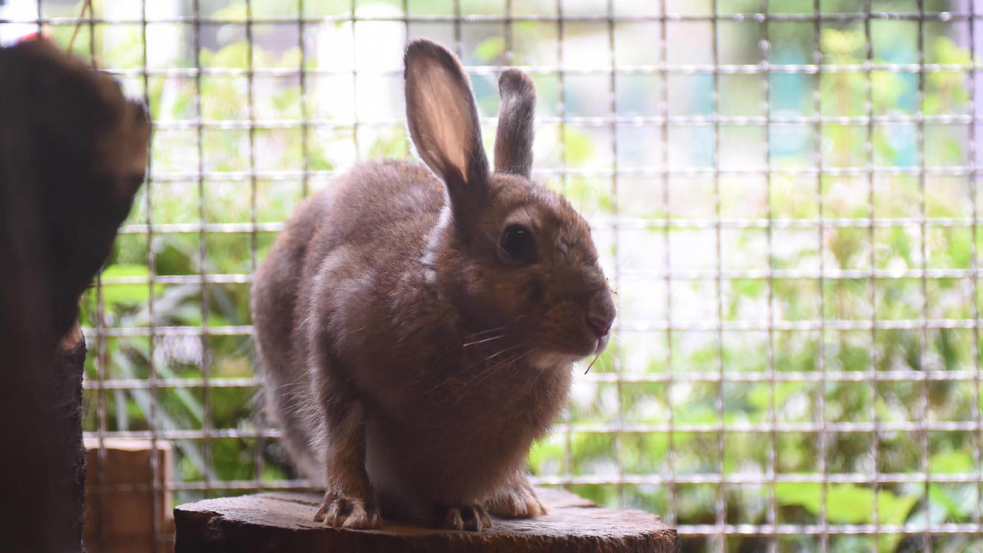 ニホンノウサギ