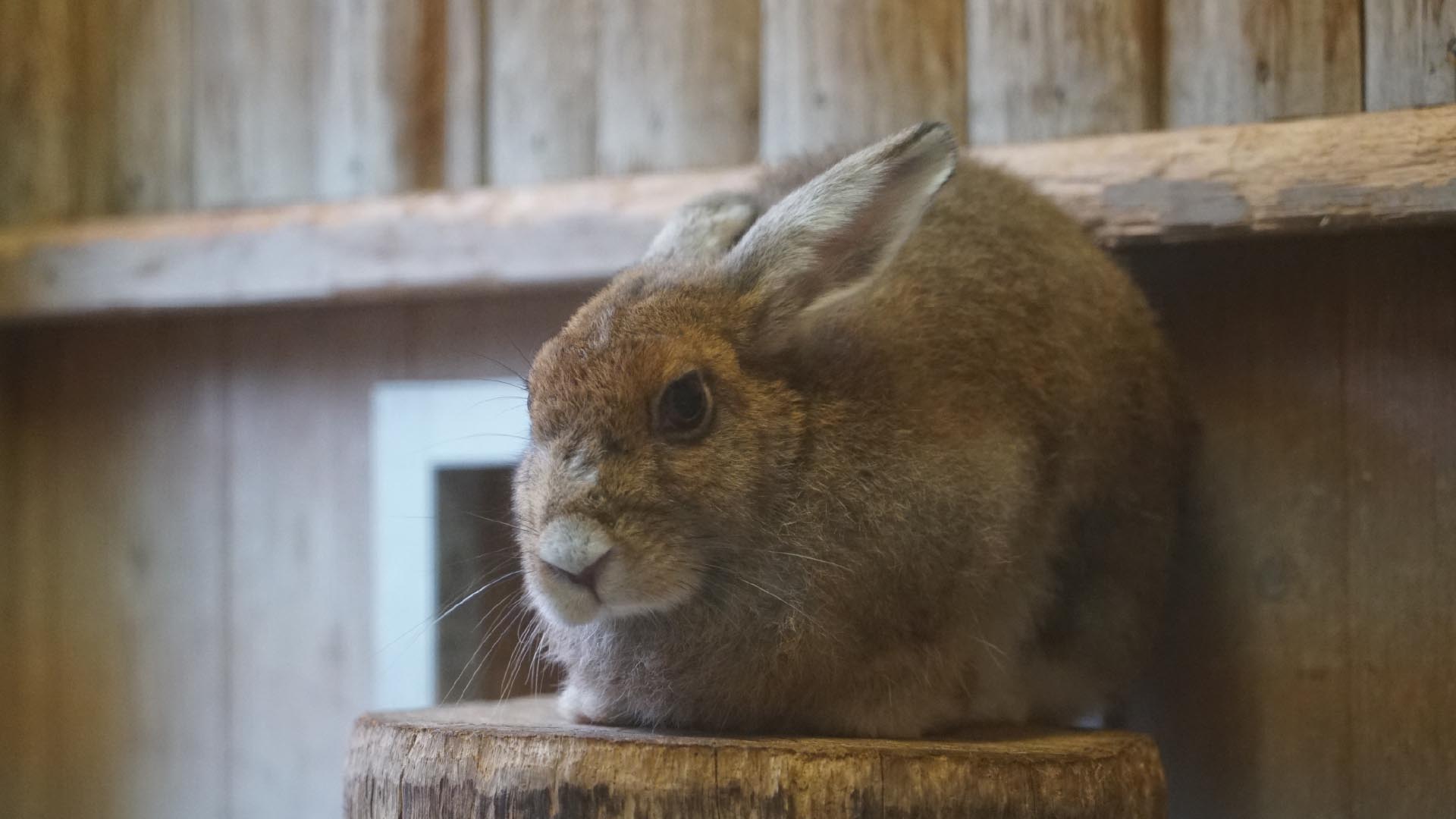 ニホンノウサギ